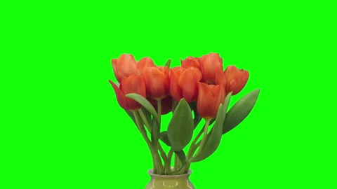 Time lapse of opening red tulip Escape bouquet on green CHROMA key backround Stock Footage 307481176