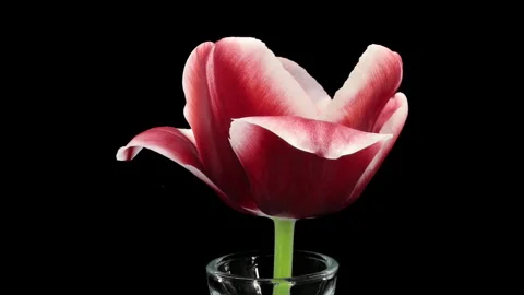 Time lapse of opening red tulip in a vase Stock Footage 310362049