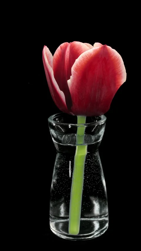 Time lapse of opening red tulip in a vase, vertical orientation Stock Footage 320673092