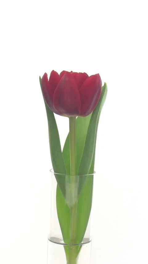 Time lapse of opening red tulip in a force vase Stock-Footage 325787089