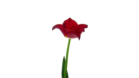 Time lapse of opening red tulip in a vase Stock-Footage 328222950