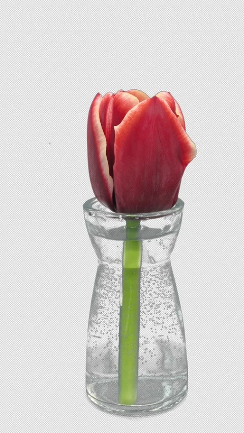 Time lapse of opening red tulip in a vase with ALPHA channel, vertical Vídeo Stock 335363865