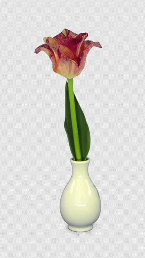 Time lapse of opening red tulip in a vase with ALPHA channel, vertical Stock-Footage 342877174