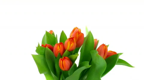 Time-lapse of opening red tulips bouquet 4  Stock Footage