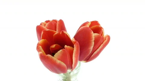 Time-lapse of opening red tulips in vase isolated white 11 Stock Footage 605504