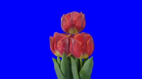 Time-lapse of opening red tulips in pot 9 (1080p) Stock Footage 10829482