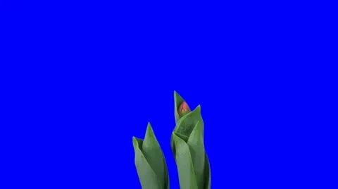 Time-lapse of opening red tulips in pot 9 (DCI-2K) Video stock 10829507