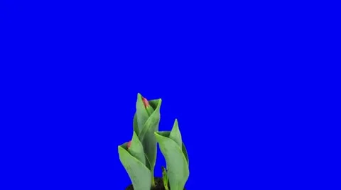 Time-lapse of opening red tulips in pot 7 (1080p) Video stock 10848361