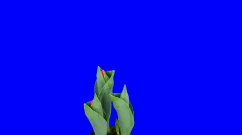 Time-lapse of opening red tulips in pot 7 (DCI-2K) Stock Footage 10848416