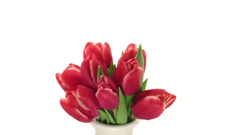 Time-lapse of opening red tulips 1-s3d Stock Footage 11360752