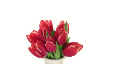 Time-lapse of opening red tulips 1-s3d (DCI-2K) Stock Footage 11360765