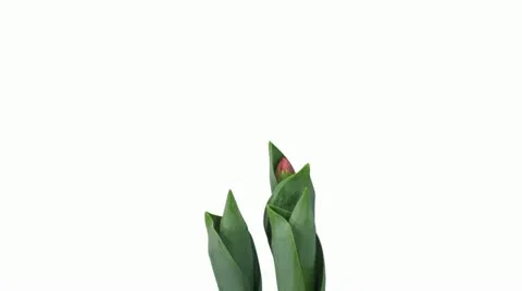 Time-lapse of opening red tulips in pot 9b4 (DCI-4K) Video stock 11612622