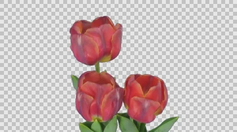 Time-lapse of opening red tulips in pot with ALPHA channel Video stock 68993120