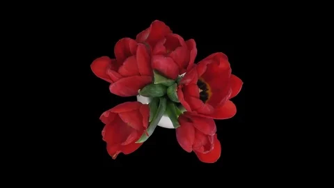 Time-lapse of opening red tulips in vase, with ALPHA Stock Footage 82962368