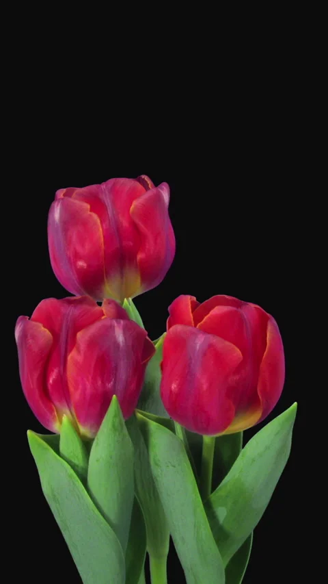 Time lapse of opening red tulips, vertical orientation Stock Footage 274463237