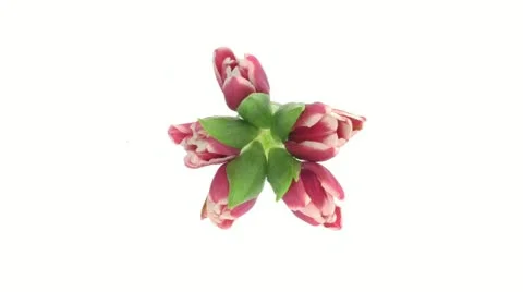 Time-lapse of opening red-white tulips in a vase 2 top Stock Footage 10823473