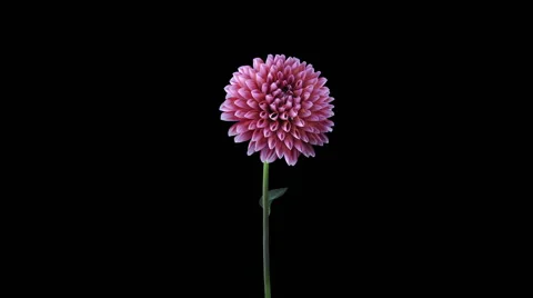 Time-lapse of opening red-white dahlia in RGB + ALPHA matte format Stock Footage 52708331
