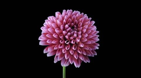 Time-lapse of opening red-white dahlia in RGB + ALPHA matte format Vidéo 52708359