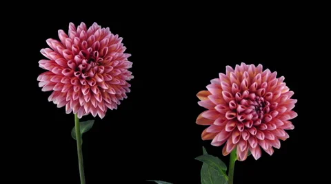 Time-lapse of opening red-white dahlia, RGB + ALPHA matte (720p) Stock Footage 54875377