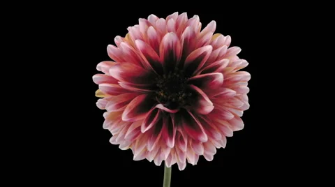 Time-lapse of opening red-white dahlia in RGB + ALPHA matte format Stock Footage 61121998
