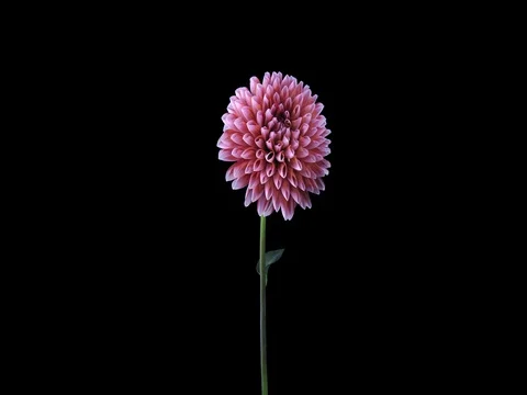 Time-lapse of opening red-white dahlia, 4K with ALPHA channel Stock Footage 72337018