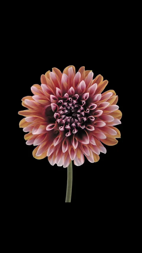Time lapse of opening red white dahlia flower, vertical orientation Vidéo 280221079