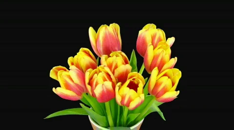 Time-lapse of opening red-yellow tulips vase alpha matte 2 Video stock 610261