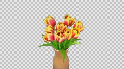 Time-lapse of opening red-yellow tulips in a vase, 4K with ALPHA channel Stock Footage 67443983