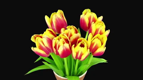 Time lapse of opening red-yellow tulips in a vase Stock Footage 295923190
