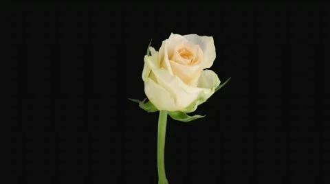 Time-lapse of opening "Renate" rose with alpha matte 1 (720p) Stock Footage 649170