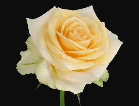 Time-lapse of opening "Renate" rose 2 (Cinema 2K) Stock Footage 698332