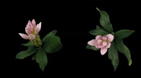 Time-lapse of opening rhododendron 5 isolated black two synchronised cameras Stock Footage