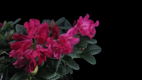 Time-lapse of opening rhododendron in RGB + ALPHA matte format Stock Footage