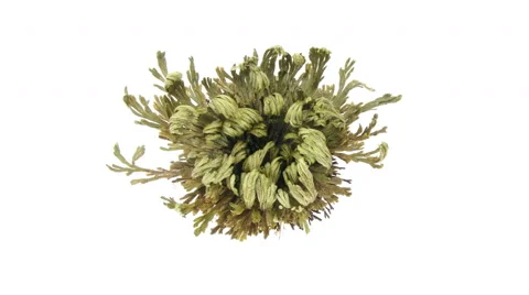 Time-lapse of opening Rose of Jericho (Resurrection Plant) (UHD 4K) Stock Footage 41858110