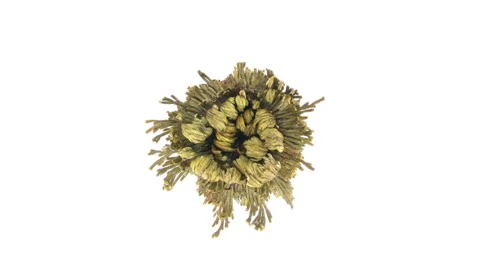 Time-lapse of opening Rose of Jericho (Resurrection Plant) (UHD 4K) Stock Footage 41858194