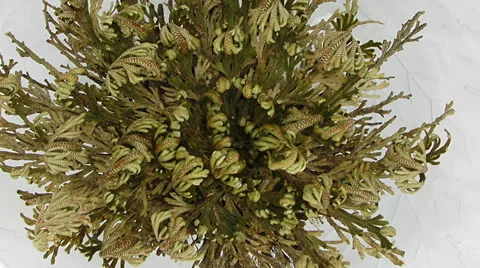 Time-lapse of opening Rose of Jericho (Resurrection Plant) Stock Footage 42079029