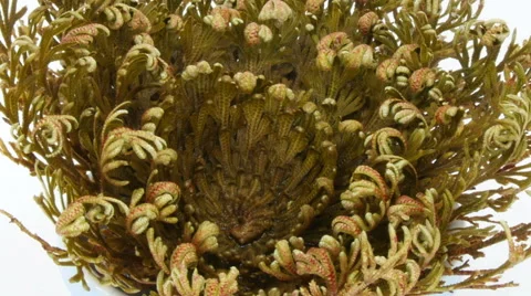 Time-lapse of opening Rose of Jericho (Resurrection Plant) Stock Footage 42483509