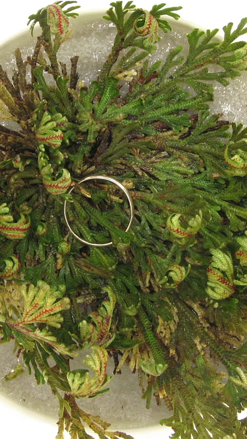 Time lapse of opening Rose of Jericho with wedding ring hidden inside, vertical Stock Footage 274627427