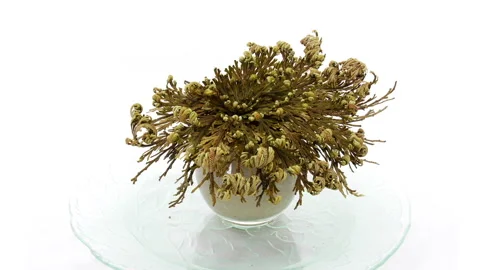 Time lapse of opening Rose of Jericho (Resurrection Plant) Stock Footage 282760952