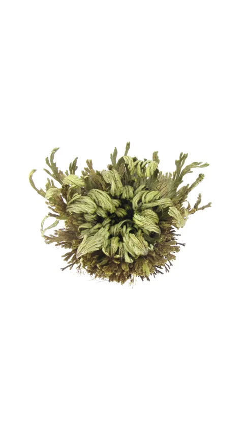 Time lapse of opening Rose of Jericho isolated on white background, top view Stock Footage 286787546