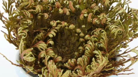 Time lapse of opening Rose of Jericho (Resurrection Plant) Stock Footage 289516781