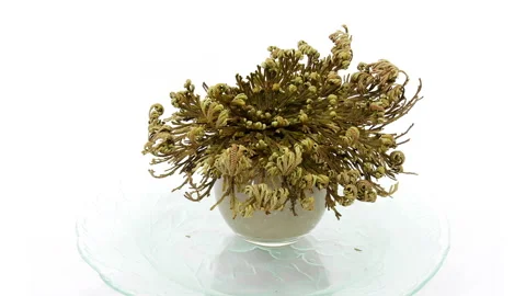 Time lapse of opening Rose of Jericho (Resurrection Plant), 4K Stock Footage 301427734