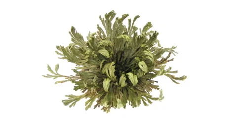 Time lapse of opening Rose of Jericho (Resurrection Plant) Stock Footage 307826878
