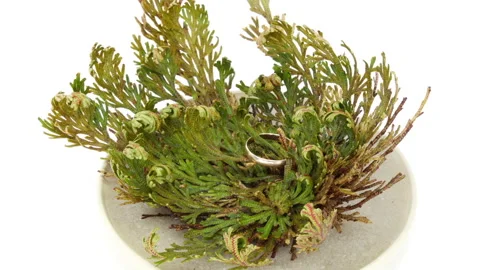 Time lapse of opening Rose of Jericho with wedding ring Stock Footage 308320329