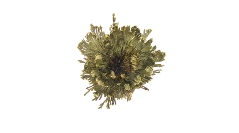 Time-lapse of opening rotating Rose of Jericho (Resurrection Plant) Stock Footage 41858126