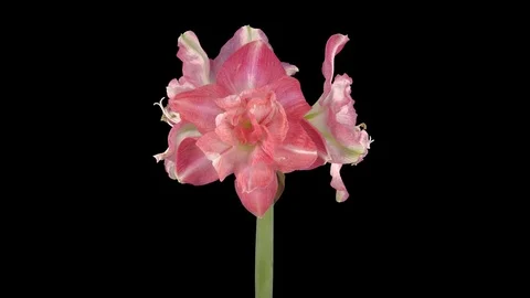 Time-lapse of opening Rozetta amaryllis Christmas flower with ALPHA channel Stock Footage 84381580