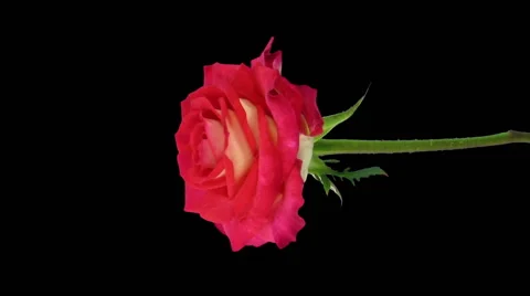 Time-lapse of opening "Shanti" rose in RGB + ALPHA matte format, vertical Stock Footage
