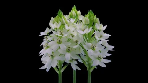 Time-lapse of opening snowflake flower with ALPHA channel Stock Footage 82962324