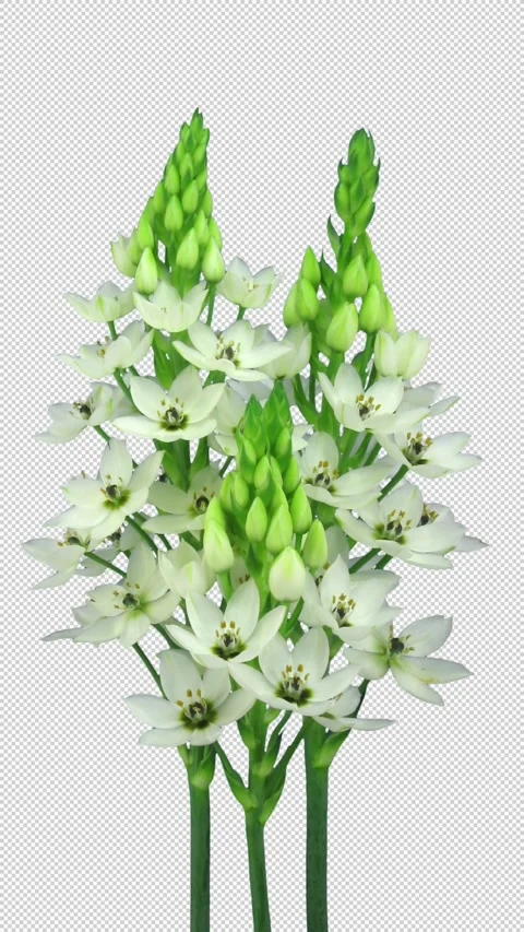 Time lapse of opening snowflake flower with ALPHA channel Stock Footage 328451933