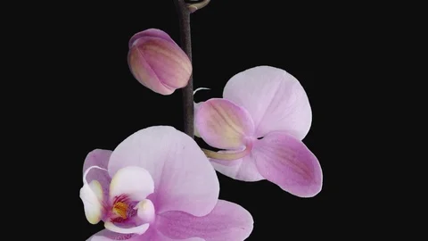 Time-lapse of opening soft pink Phalaenopsis orchid with ALPHA channel Stock Footage 120511050